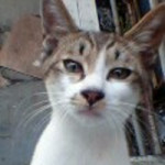 【コラムの森】　マスコットは猫である・・・名前はまだない