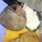 1/18【素晴らしい？】実家の猫鍋（風）