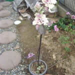 4月3日（木）【コラムの森】すくすくと天を目指して