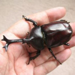 8/8(土） 【コラムの森】 カブトムシがやってきた