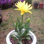 4/30（金）春の花！！第２弾