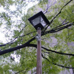 5月12日（水曜日）　一足早い蝉？(*ﾟ0ﾟ)ﾊｯ