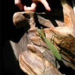 1/22（土）お寺にカマキリ
