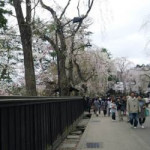 5月6日（金）桜～角館