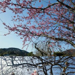 ２月22日（水曜日）　サクラは、まだまだでした。