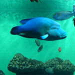 10/1（月）葛西臨海水族園