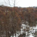 12/8(月) 雪でした。