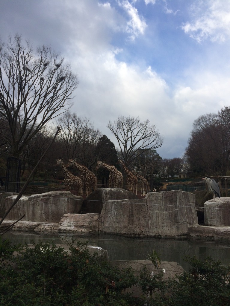 写真 2015-01-17 12 53 44