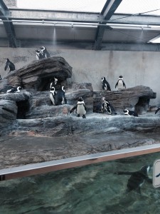 ペンギン