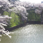 4月10日（金）　千鳥ヶ淵にも満開の桜（＆大きな玉ねぎ）
