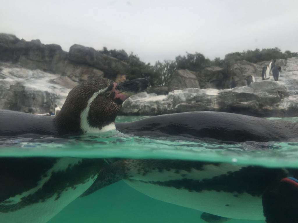 ペンギン