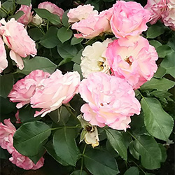 11 2 月 フロリバンダ ローズ スタッフブログ