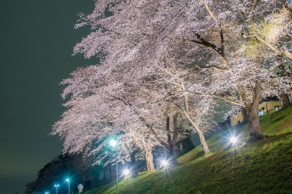 9運河桜1