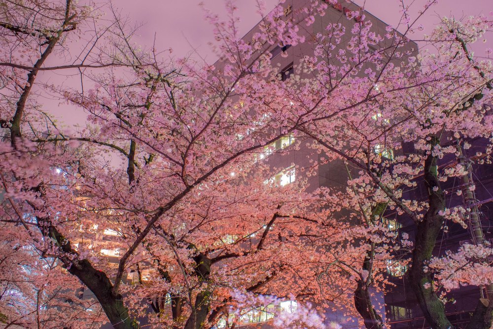 3市ヶ谷桜1
