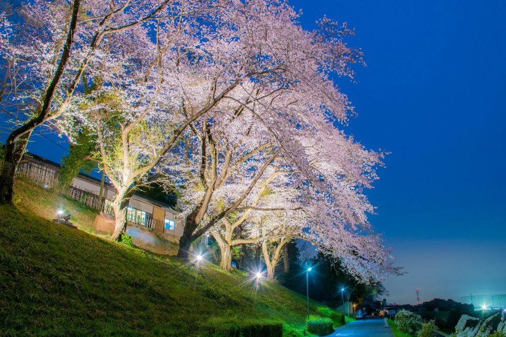 10運河桜2