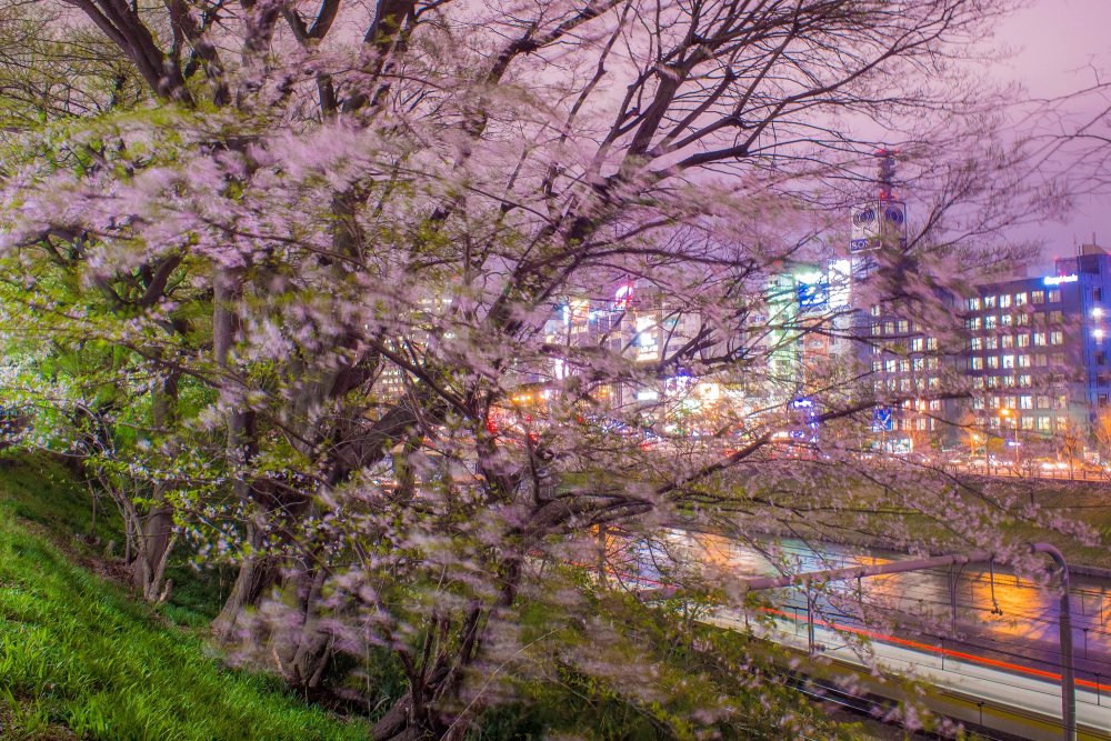 4市ヶ谷桜2