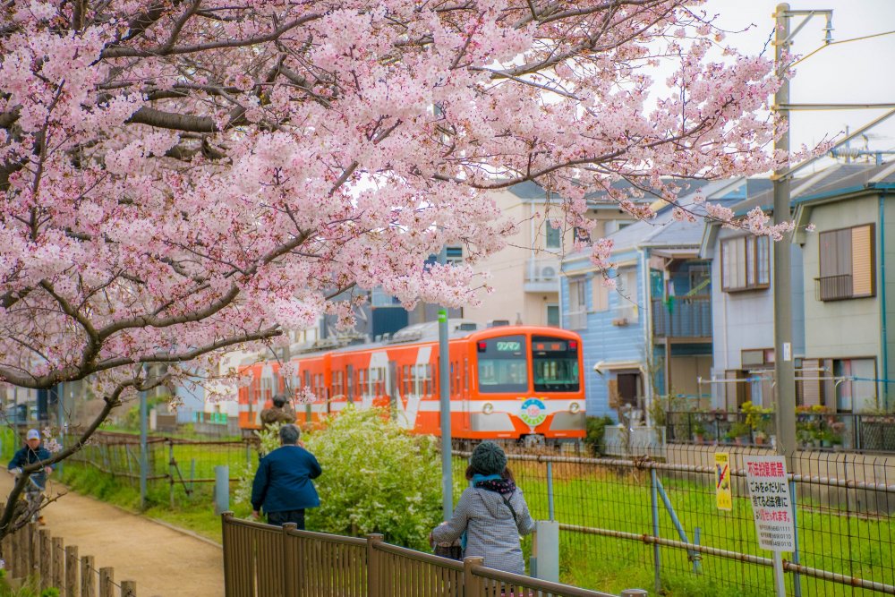 8新坂川2
