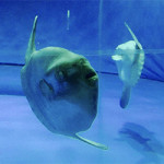 10/13(木)水族館