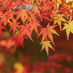 11月2日（水）寒暖差アレルギーのご注意ください。