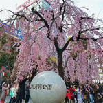 3/30（木）桜の季節