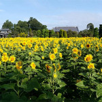 8/1（火）太陽の花