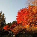 12/15(金) 秋の紅葉を求めて