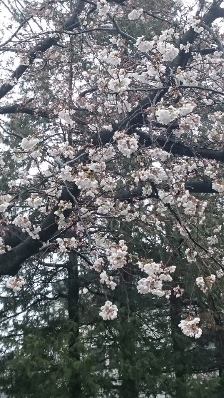 20180326-2