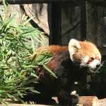 6/22(金)　野毛山動物園に行ってきました♪