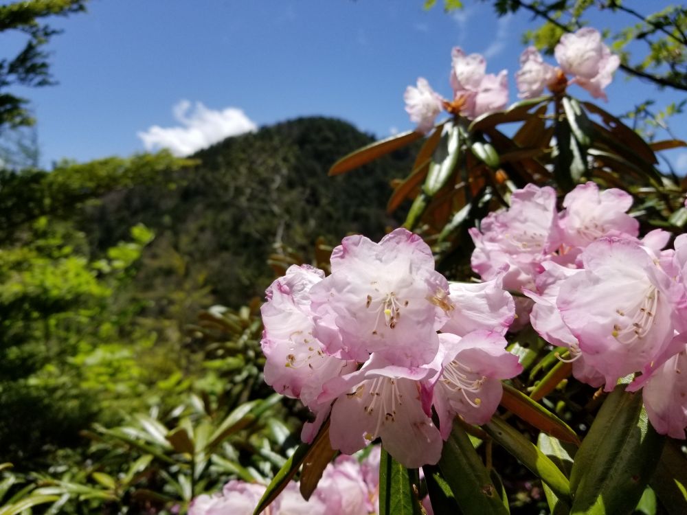 20180519_120950 - コピー