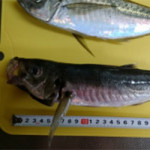 8/9（木）青魚