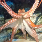 9/20(木)「しながわ水族館」に行ってきました。