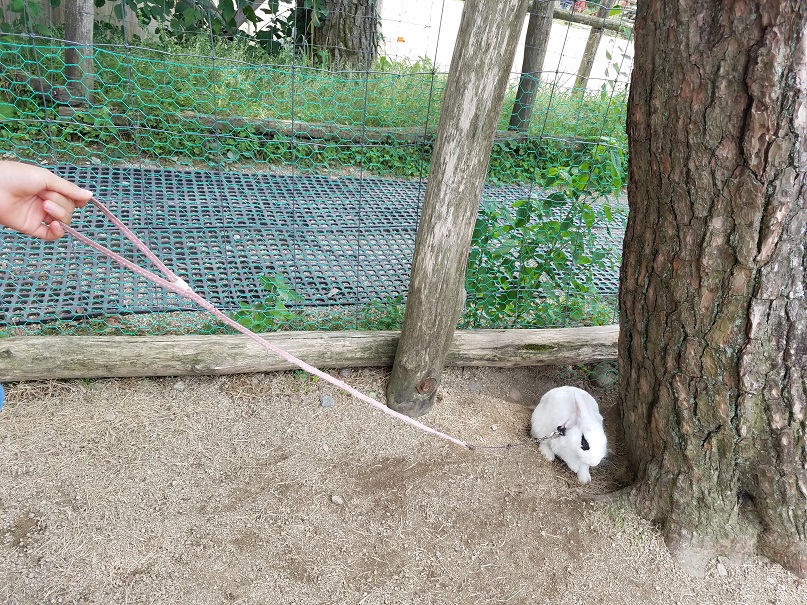 うさぎさんぽ