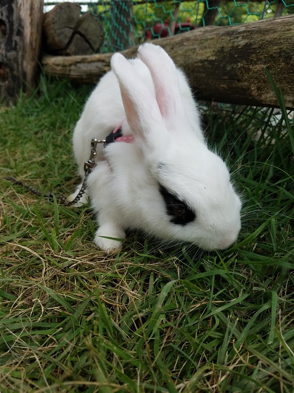 うさぎUP