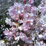 5/7（火）桜のお花見に行きました