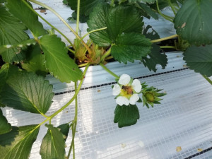 蜂