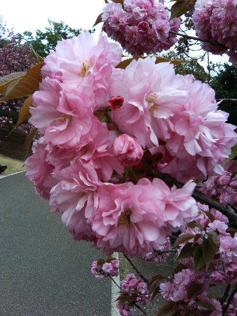 PIC000042
