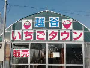全体