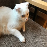 9/6(金)猫カフェに行ってきました！