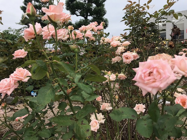 image0
