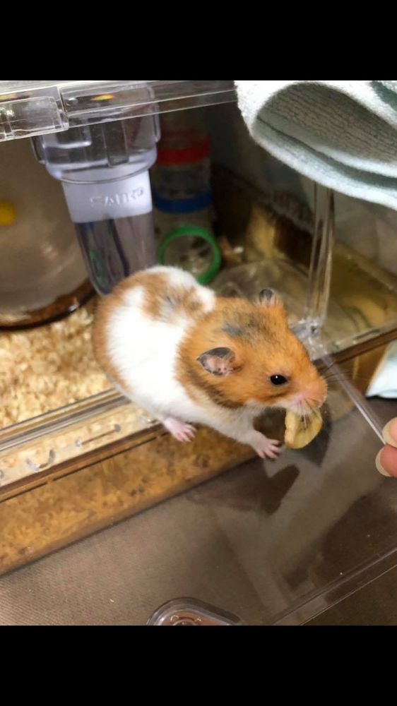 ばなな
