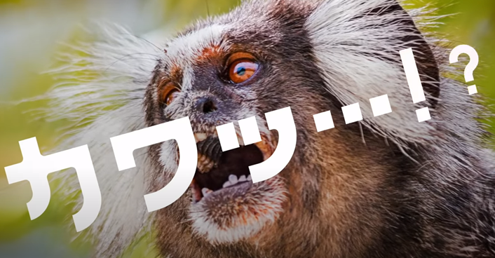 kemono