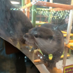 11/4（水）東船橋のカワウソカフェ