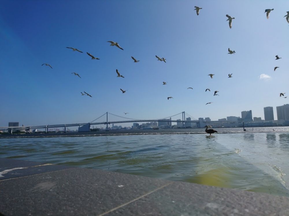 公園 晴海 ふ頭 晴海ふ頭公園