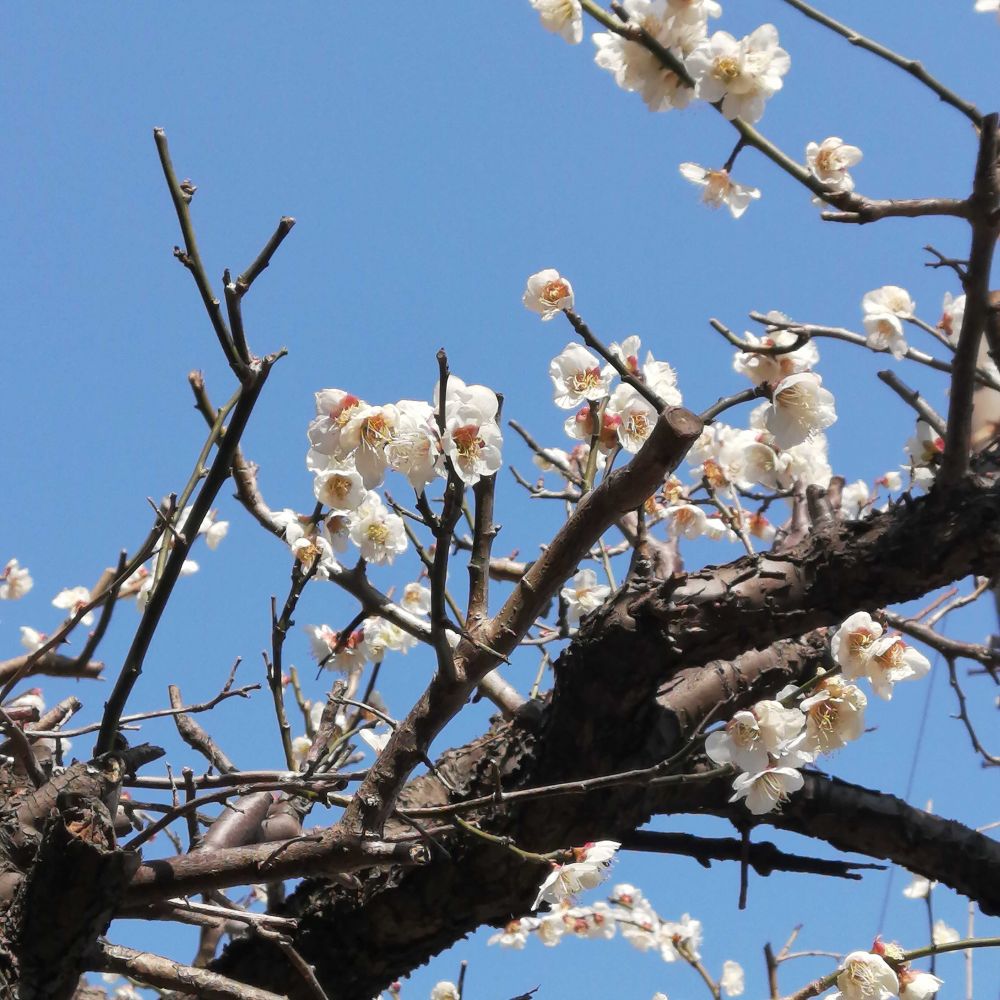 ume