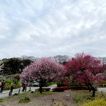 3/18（木）今年の花見は…