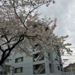 3/30 （火）今年の花見は、、、、