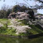 4/5（月）千代田区内のお花見を堪能しました