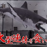 5/11（火）「ゴールデン”サメ”ウィーク」