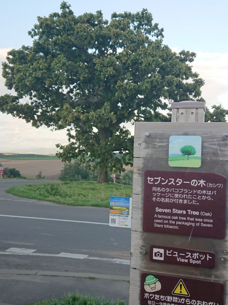 DSC_0067セブンスターの木