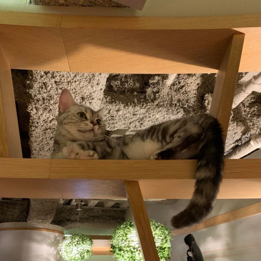 neko1